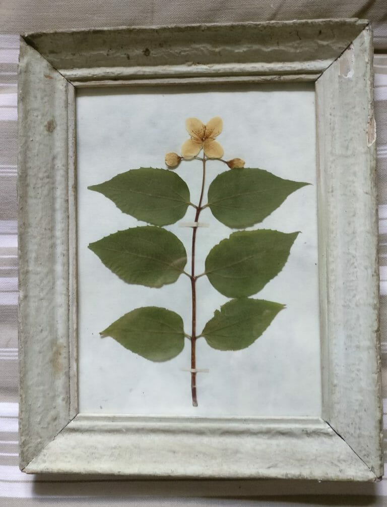 French framed pressed syringa