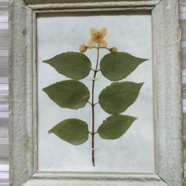 French framed pressed syringa