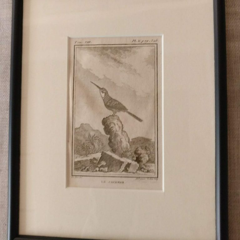 Framed 18th century Buffon ornithological engravings - two now remaining