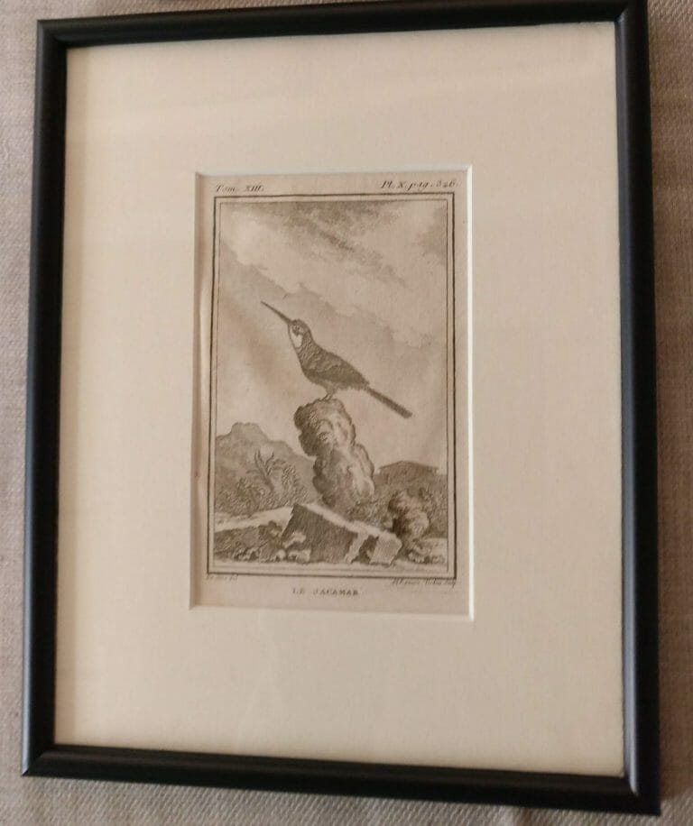 Framed 18th century Buffon ornithological engravings - two now remaining